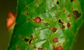 Болезни и вредители