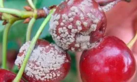 Болезни и вредители