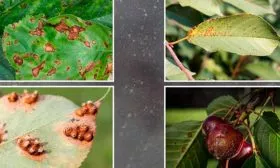 Болезни и вредители