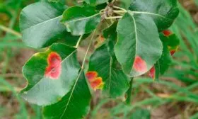 Болезни и вредители