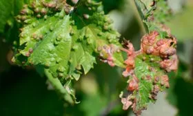 Болезни и вредители винограда