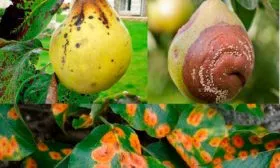 Борьба с болезнями и вредителями