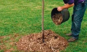 Мульчирование