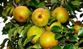 Урожайность