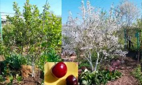 Вишня норд-стар 1