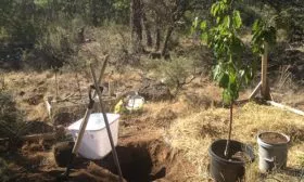 Посадка вишни