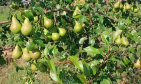 derevo-grushi-sorta-vidnaya