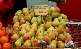 Урожай груши вильямс