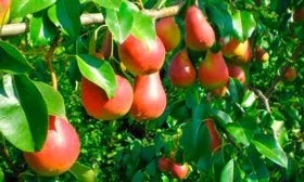 Описание сорта