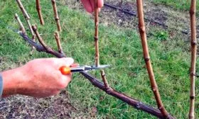 формировка