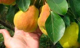 Урожайность