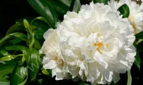 Gardenia