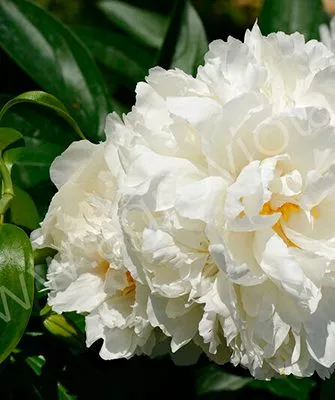 Gardenia