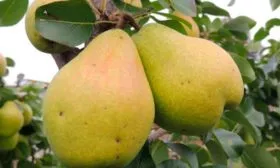 Груша Ароматная