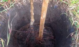 Груша Десертная посадка сорта