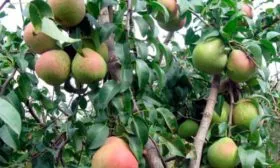 Груша Елена