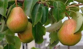 Grusha-Tema-opisanie