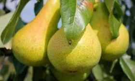 grusha-vidnaja сорт