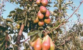 grushi-karmen-saphency