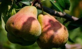 Характеристики плодов