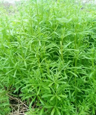 Как бороться с сорняком подмаренник цепкий?