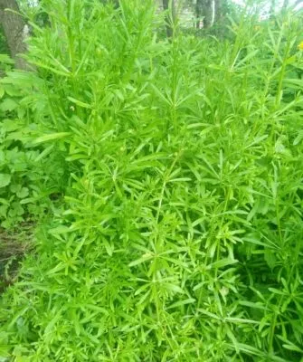 Подмаренник цепкий – что это за растение?