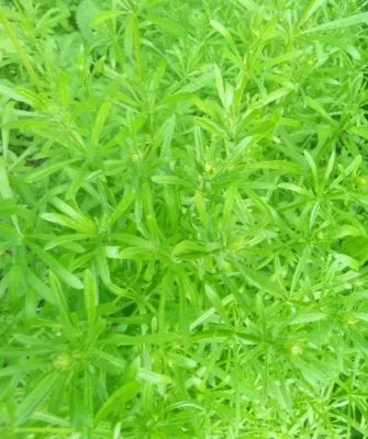 Как бороться с сорняком подмаренник цепкий?