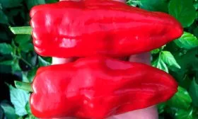 Перец на ладони