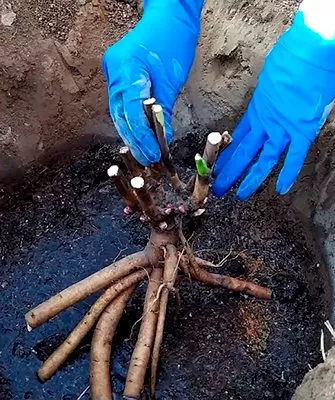 Как и когда сажать