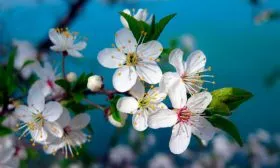 Как выглядят цветки