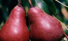 Красный Вильямс