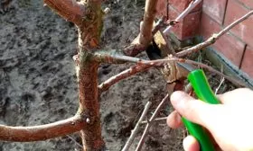 обрезка вишни