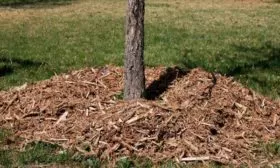 Mulchirovanie-pristvolnogo-kruga-768x496