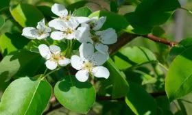 Цветение груши