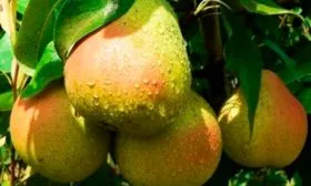 Описание дерева и плодов