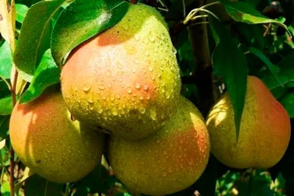 Описание дерева и плодов