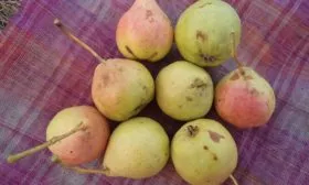 Описание груши Карамельная