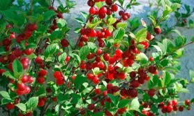 opisanie-i-vyrashchivanie-vojlochnoj-vishni