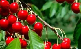 Описание плодов и вкус