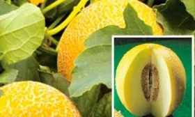 opisanie-skorospelogo-sorta-dyni-zolushka-04b7036