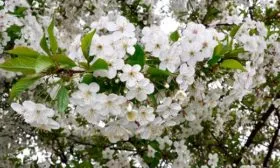 Опыление, период цветения и сроки созревания