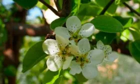 Опылители груши Елена