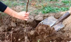 Особенности посадки