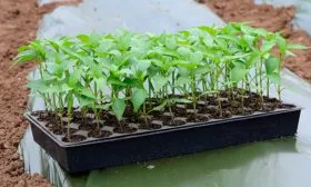 Особенности посадки