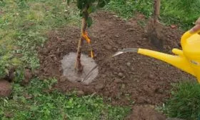 Особенности ухода