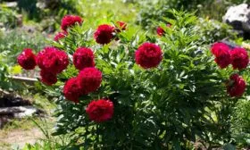 paeonia-old-faithful