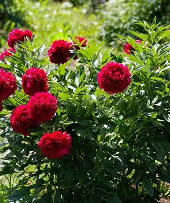 paeonia-old-faithful