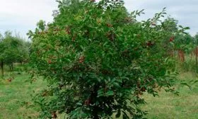 Параметры и описание взрослого дерева