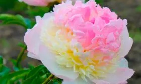 peony-raspberry-sundae-16