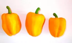 perec-korol-severa-opisanie